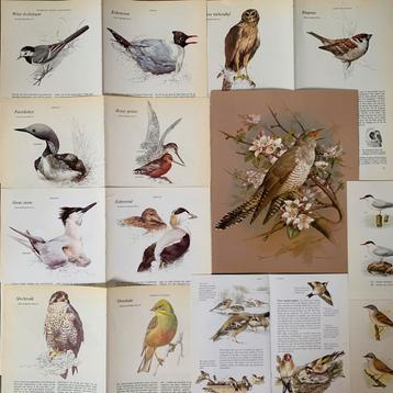 Themapakket ‘vogels’ 40 stuks (scrapbooking/journaling) beschikbaar voor biedingen