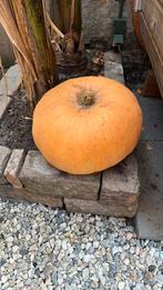 Reuzenpompoenen - Biologisch & Onbespoten, Ophalen of Verzenden, Volle zon