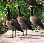 Verschillende soorten Siereenden en sierganzen, Dieren en Toebehoren, Pluimvee, Meerdere dieren, Eend