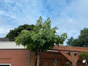 Leilaurier,Leilinde,Leiamberboom,Dakplataan,Catalpa,Zuilboom beschikbaar voor biedingen