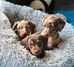 Prachtige Dwergteckelpups gladharig 6 weken, CDV (hondenziekte), 8 tot 15 weken, Korthaar, Dwerg