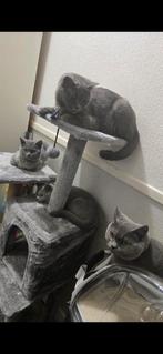 Britse korthaar kittens, Dieren en Toebehoren, Katten en Kittens | Raskatten | Korthaar, Kater