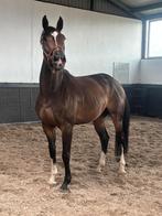 4 jarige ruin van  Bojengel, Dieren en Toebehoren, Paarden, Ruin, Dressuurpaard, 3 tot 6 jaar