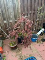 Acer Pre-Bonsai - Unieke Sierboom, In pot, Bloeit niet, Halfschaduw, 100 tot 250 cm