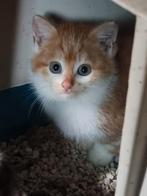 Kittens, Dieren en Toebehoren, Katten en Kittens | Overige Katten, Meerdere dieren, Kortharig, 0 tot 2 jaar