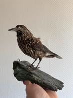 Opgezette notenkraker, Ophalen, Gebruikt, Vogel, Opgezet dier