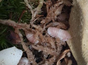 Cubaris sp pink panda  beschikbaar voor biedingen