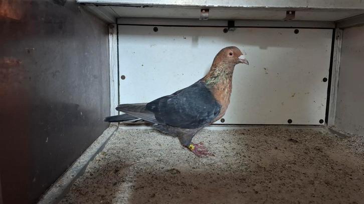 Koppel pale gimpel kleurpostduiven 2024 postduif duif, Dieren en Toebehoren, Vogels | Duiven, Postduif, Meerdere dieren