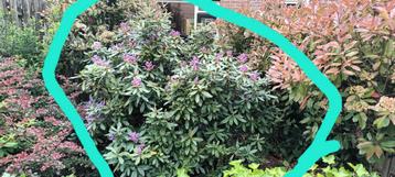 Grote paarse rhodondendron beschikbaar voor biedingen