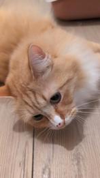 Kruising Maincoon/Birmaan en huiskat, Dieren en Toebehoren, Katten en Kittens | Raskatten | Langhaar, Kater, Gechipt, 3 tot 5 jaar