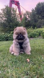 Chow Chow  teefje, Dieren en Toebehoren, Honden | Poolhonden, Keeshonden en Oertypen, 15 weken tot 1 jaar, Teef, Eén hond, Nederland