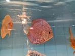 Discus Panthera Leopard, Symphysodon Discus, Dieren en Toebehoren, Vis, Zoetwatervis