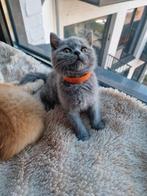 Raszuivere | Blauw Britse Korthaar | Kitten, Dieren en Toebehoren, Katten en Kittens | Raskatten | Korthaar, Poes, Gechipt