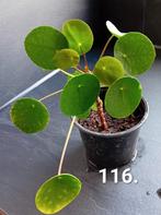 Veel kamerplanten en stekjes, oa philodendron, alocasia etc, Huis en Inrichting, Ophalen of Verzenden, Overige soorten, Minder dan 100 cm