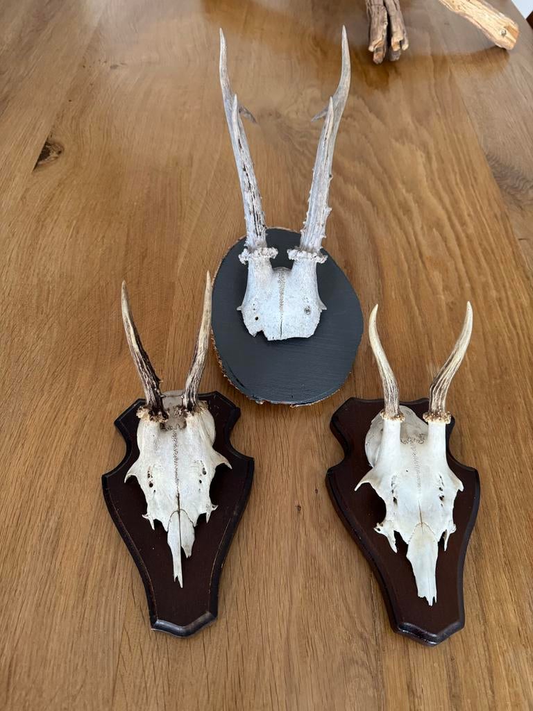 Antieke ree geweien set - 3 stuks, Ophalen