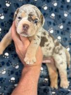 Bullforce Old English Bulldog pups vanaf 1500€, Dieren en Toebehoren, Honden | Bulldogs, Pinschers en Molossers, Nederland, 15 weken tot 1 jaar