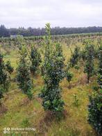Opruiming hulsten Ilex heckenfee star pracht struiken 60-120, Ophalen of Verzenden, Overige soorten, Struik, Minder dan 100 cm