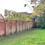 Groenblijvende leiboom glansmispel (Photinia Red Robin), Ophalen, Leiboom, Halfschaduw, Lente