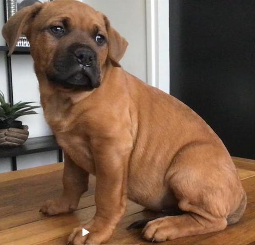 Bully  xxl pups 1 reu en 1 Teefje  10-05 -2025  8 weken oud, Dieren en Toebehoren, Honden | Bulldogs, Pinschers en Molossers, Meerdere dieren