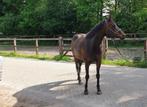 Weidemaatje, coachpony, buitenritmaatje, Dieren en Toebehoren, Pony's, B, Ruin, 11 jaar of ouder, Recreatiepony