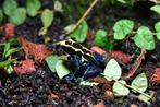 Prachtige Dendrobates Tinctorius Nominaat nakweek, Dieren en Toebehoren, Reptielen en Amfibieën, Amfibie, 0 tot 2 jaar