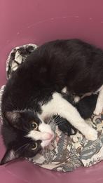 Kittens te koop, Dieren en Toebehoren, Katten en Kittens | Overige Katten, Meerdere dieren, Kortharig, 0 tot 2 jaar