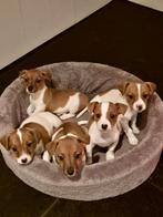 Jack Russel pups, Dieren en Toebehoren, Honden | Jack Russells en Terriërs, Jack Russell Terriër, CDV (hondenziekte), 8 tot 15 weken