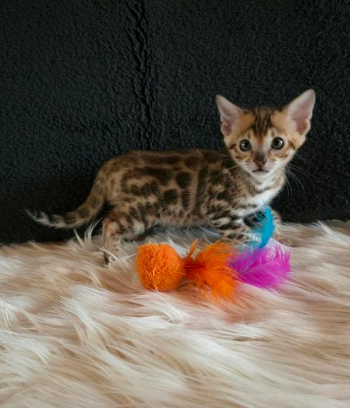 Bengaal kittens met stamboom, raszuiver, Dieren en Toebehoren, Katten en Kittens | Raskatten | Korthaar, Kater, 0 tot 2 jaar, Met stamboom