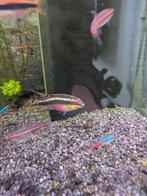 Inhoud aquarium., Dieren en Toebehoren, Vissen | Aquariumvissen, Vis