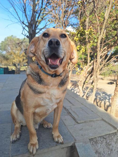 Lieve Mark op zoek naar een familie, Dieren en Toebehoren, Honden | Niet-rashonden, Middel, Reu, Particulier, Eén hond, Buitenland