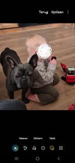 Franse bulldog, 1 tot 2 jaar, Teef, Bulldog, Eén hond