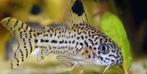 Corydoras gezocht, Dieren en Toebehoren, Vissen | Aquariumvissen