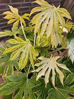 Fatsia japonica 'Spider's Web' – Bontbladige Vingerplant, Tuin en Terras, Planten | Tuinplanten, Halfschaduw, Overige soorten