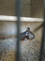 Chinese dwerg kwartels, Dieren en Toebehoren, Vogels | Overige Vogels, Meerdere dieren