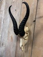 Springbok schedel inclusief bovenkaak, Ophalen of Verzenden, Nieuw, Wild dier, Schedel