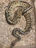 Ballpython, Dieren en Toebehoren, Slang, 0 tot 2 jaar