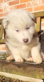 Raszuivere pups australian shepherd België, België, Particulier, 8 tot 15 weken, Meerdere