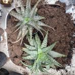 Aloë 'onbekend', Huis en Inrichting, Kamerplanten, Ophalen of Verzenden, Overige soorten, Minder dan 100 cm