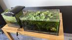 Aquariums vol met planten en leven, Dieren en Toebehoren, Vissen | Aquaria en Toebehoren, Ophalen of Verzenden, Plant(en), Steen of Hout