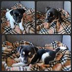 Te Koop : Jack russel pup, 3 x een teefje, Dieren en Toebehoren, Honden | Jack Russells en Terriërs, Jack Russell Terriër, 8 tot 15 weken