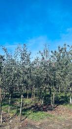 Hoogstam appelboom perenboom stoofperen boomgaard voedselbos, Tuin en Terras, Ophalen, 250 tot 400 cm, Appelboom, Lente