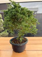 Juniper Kishu pre bonsai, Bloeit niet, Halfschaduw, Minder dan 100 cm, Overige soorten