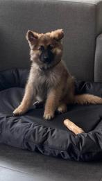 oudduitse herder x witte herder pups gezocht, Dieren en Toebehoren, Honden | Herdershonden en Veedrijvers, Reu, CDV (hondenziekte)
