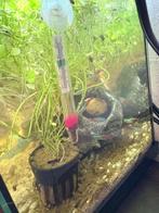 Compleet aquarium met 6 vissen, Dieren en Toebehoren, Vissen | Aquaria en Toebehoren, Ophalen, Zo goed als nieuw, Gevuld zoetwateraquarium