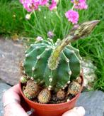cactus - Echinopsis, Huis en Inrichting, Kamerplanten, Ophalen of Verzenden, Cactus, Volle zon, Minder dan 100 cm