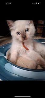 Ragdol choclate kitten., Kater, Gechipt, 0 tot 2 jaar