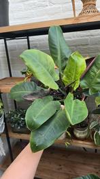 Plantjes uitverkoop €5 per stuk, Ophalen