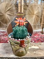 Cactus, Ophalen, Cactus, Volle zon, Minder dan 100 cm