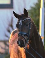 Uit eigen fokkerij 3,5 jarige grote ruin, Dieren en Toebehoren, Paarden, Gechipt, Ruin, Dressuurpaard, Zadelmak