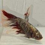 Betta splendens man 16, Dieren en Toebehoren, Vissen | Aquariumvissen, Vis